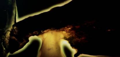 tschernobyl: wie pilze zeigten, dass die ddr-regierung ihre bürger über die atomare gefahr belog