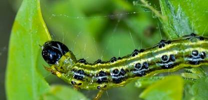 buchsbaumzünsler im garten: nabu meldet hilfe durch heimische vögel