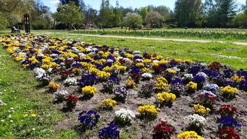 leckerer kuchen neben bunten blumen – erst recht beim frühlingsfest