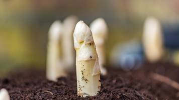 Herzzerreißend: Bauunternehmer zerstört einen Hektar Acker samt Spargelernte – Landwirt verzweifelt