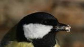 forschung zum artenschutz: das forschungsprojekt »adebar 2«