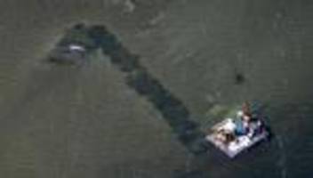 Gestrandeter Buckelwal: Forscher: Buckelwal bei Poel braucht Ruhe statt Bergung