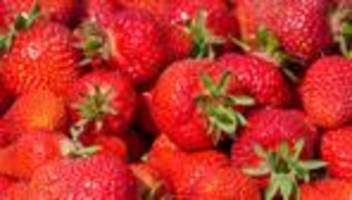 saisonstart: trotz kälte geht die erdbeeren-saison los