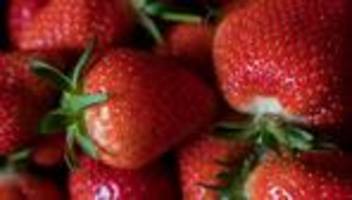 Sammelnussfrucht: Unter Planen errötet: Erntestart für Thüringer Erdbeeren