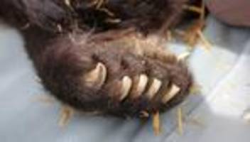 Tiere: Bärin Teddy zieht vom Harz in den Bärenwald Müritz