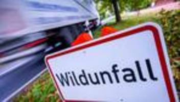 Unfälle: Mehr als 20 Wildunfälle in der Nacht im Südosten des Landes