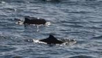 Walschutz: Buckelwal im Fokus – in der Ostsee leiden viele andere Wale