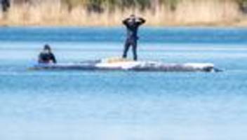 ostsee: experten warnen vor transport des buckelwals