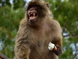 tiere: affen behandeln ihre magenprobleme mit erde