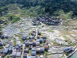 Schallwellen aktivieren Zellen: Reis wächst mit Regengeräuschen schneller