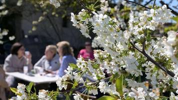 Baumblütenfest 2026 in Werder: Programm, Höfe, Öffnungszeiten