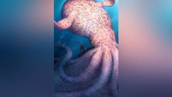 Forscher staunen über Urzeit-Kraken mit furchterregenden Beißwerkzeugen