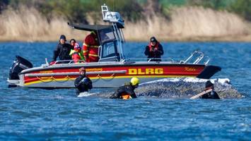 „Es gibt nur wenige Menschen, die dem Wal aktuell helfen – lasst sie machen“