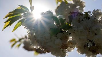 Wetter in Berlin: Der Frühling ist endlich da – aber auch Bodenfrost