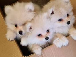 tierwohl: die eu sagt der „welpenmafia“ den kampf an