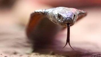 deutscher stirbt bei schlangenbeschwörung in Ägypten – polizei ermittelt