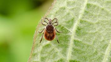 Zecken-Alarm: Erste Fälle von Hirnhautentzündung im Segeberger Forst