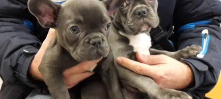 EU startet Chip-Pflicht: Wie neue Regeln gegen die Welpen-Mafia helfen sollen