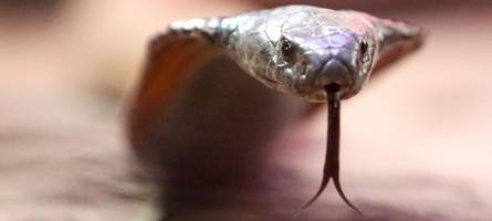 Tödliche Schlangenbeschwörung: Unterallgäuer Vater stirbt in Ägypten