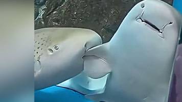 Hai beißt anderem Hai in Flosse – dahinter steckt Flirterei