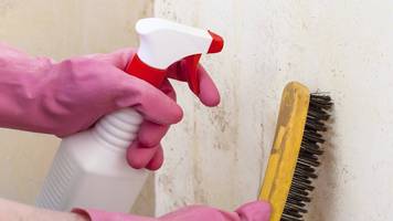 schimmel mit alkohol entfernen – das müssen sie wissen