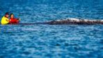 buckelwal: wal rettet minister