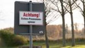 Eichenprozessionsspinner: Leipzig testet Fadenwürmer gegen Eichenprozessionsspinner