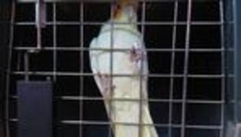 Feuerwehreinsatz: Ein Papagei im fremden Wohnzimmer