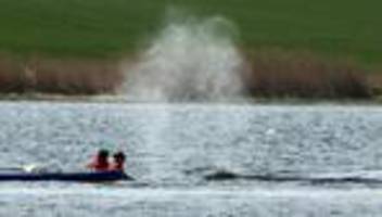 Gestrandeter Wal: Buckelwal vor Poel: Start für Rettungsaktion geplant