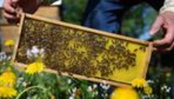 gesundheit: imker erleidet nach bienenstich schock - autos angefahren