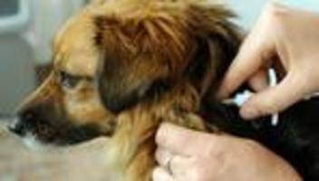 Illegaler Tierhandel: EU-Parlament beschließt Chippflicht für Hunde und Katzen