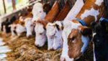 In Baden-Württemberg: Verband: Situation der Milchviehbetriebe immer dramatischer