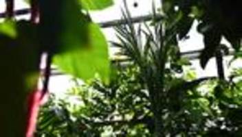 seltene pflanze: nach titanenwurz-diebstahl: neuer riesenstinker für dortmund