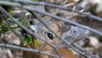 Tier in Bedrängnis: Feuerwehr befreit eingeklemmtes Reh