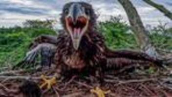 tiere: junger seeadler aus abgestürztem horst gerettet