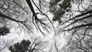 Trockenheit: Waldbrandgefahr in Hessen steigt