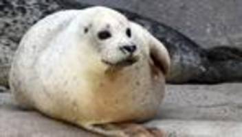 Zoo: Seehund Gina stirbt mit 33 – Karlsruher Zoo beendet Ära