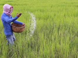 biologie: geräusch des regens bringt reis schneller zum keimen