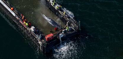 walrettung vor poel: »wir haben es den kritikern gezeigt«