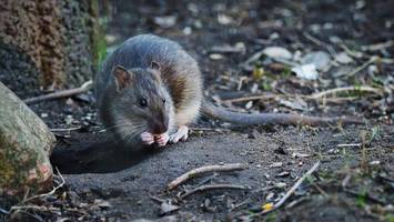 ratten-problem auf amrum und föhr: inseln starten „minimierung“ der plage
