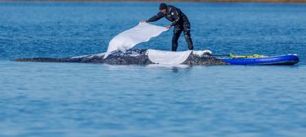 gestrandeter wal ist transportfähig – transport kann starten