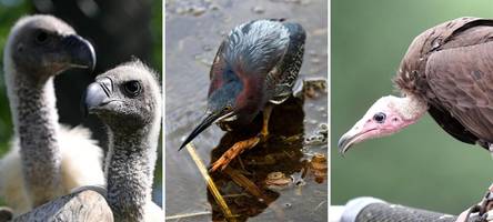 memminger schmuggelte tausende exotische vögel: wer waren die abnehmer?