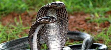 Vater stirbt nach Schlangenbiss in ägyptischem Hotel: Wie gefährlich sind Kobra-Shows im Urlaub?