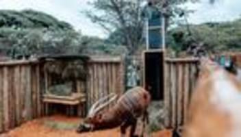 Seltene Tiere: Deutsche Bongo-Antilopen als tierische Auswanderer in Kenia