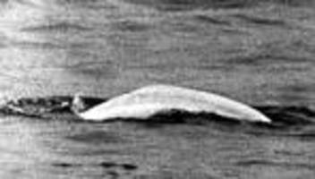 Tierrettung: Wal auf Abwegen: Vor 60 Jahren schwamm Moby Dick im Rhein