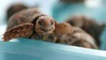 Wildtierschmuggel: 30 Schildkröten am Körper: Frau am Flughafen Bangkok gefasst