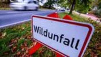 Wildunfall: Wolf stirbt bei Zusammenstoß mit Auto nahe Vacha