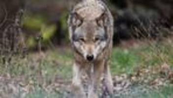 Wolf: Sechster Wolf im Südwesten sesshaft