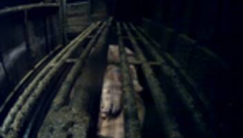 videos aus schlachthof: »wir reden hier über schweine, die einen todeskampf führen«