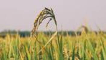 reisexperiment am mit: reis mag den klang des wassers